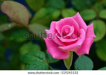 Pink Rose Blooming in Garden