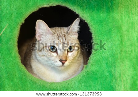 domestic cat in green hole box