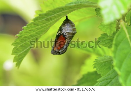 pupa of Plain Tiger Butterfly