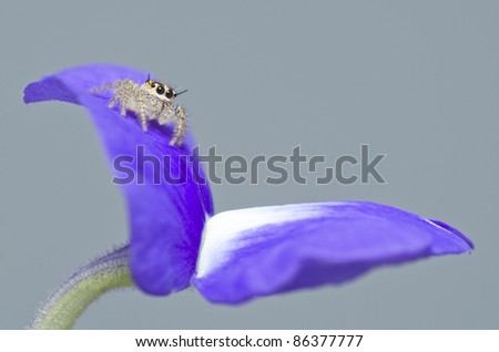 Macro of a jumping spider on flower