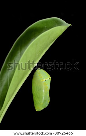 pupa of Plain Tiger Butterfly on black background