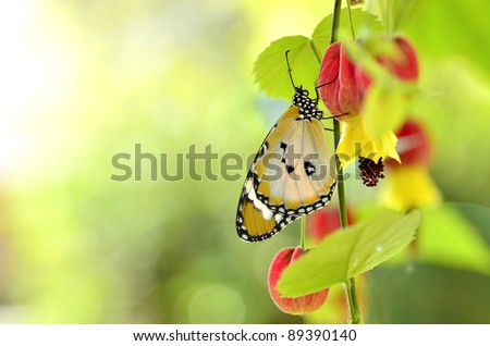 plain tiger butterfly on trailing abutilon flower
