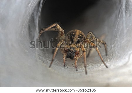 A tunnel web spider on the front of his tunnel