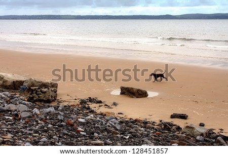 A lost dog walking alone on  a sandy beach
