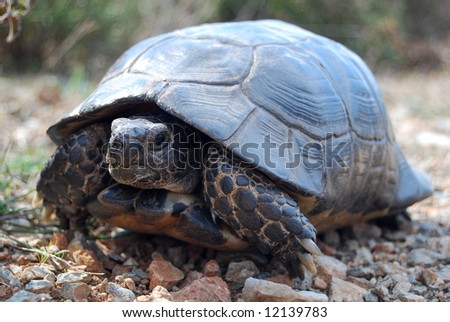 Closeup of a box turtle