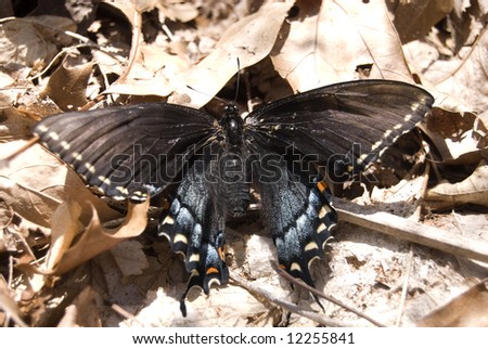 \'Astyanax\' Red-spotted Purple, ak.a. Limenitis arthemis astyanax