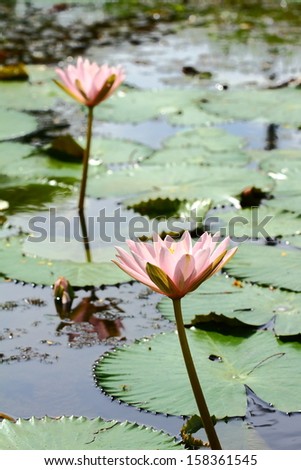 Group of pink lotus or pink water lily in pond.