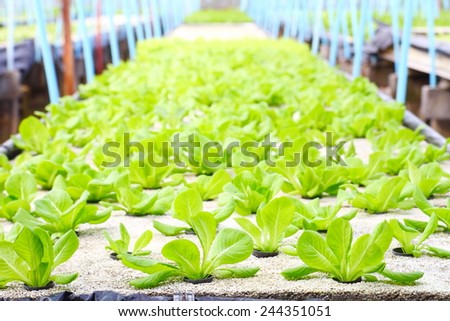 Cos Lettuce/ Romaine Lettuce hydroponics vegetable