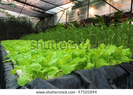 Organic Hydroponic Vegetable Garden At Pattaya Thailand. Stock ...