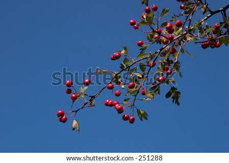Hawthorn berries seen against a deep blue sky.