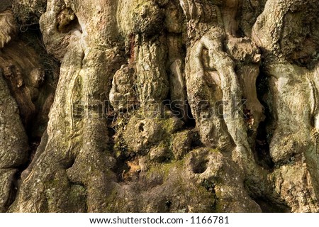 The gnarled bark of an oak tree, Quercus Petraea, over five hundred years old at Cadzow, Hamilton, Scotland.