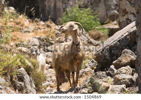 A nanny goat in the ruins of an old deserted town in Turkey