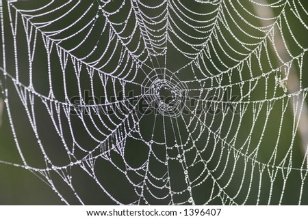 Spiderweb covered by Dew Drops.