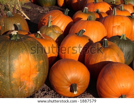 Pumpkins on market place at Half Moon Bay