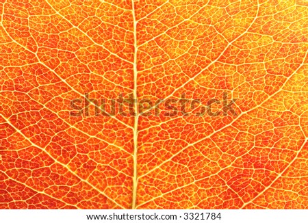 Closeup shot of a red leaf revealing the leaf's structure and texture and beautiful color.