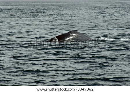 The upper back of hunchback whale in Alaska.
