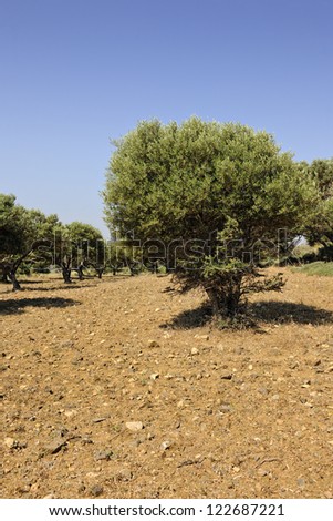 Olive tree orchard near Kardamena on the greek island of Kos, Greece, Europe