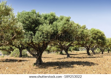 Olive tree orchard near Kardamena on the greek island of Kos, Greece, Europe