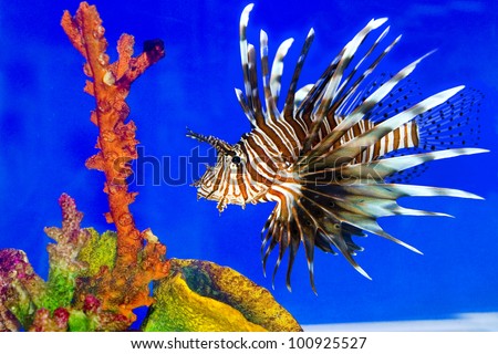 Lionfish Background