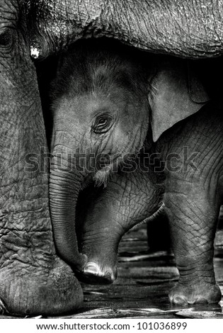 Relationship between calf and mom, Thai elephant, Thailand