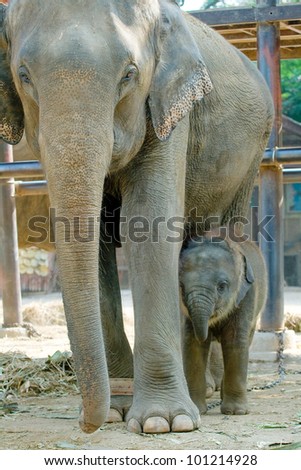 Relationship Calf and Mom,Thai Elephant, Thailand