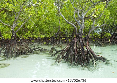 Mangrove and roots on sand, Surin Islands, Pang-nga Province, Thailand