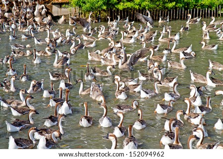 A one goose expand the wings in gaggle of gray swimming in pond