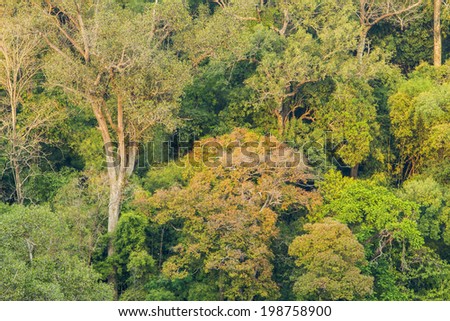 Changing color of mixed deciduous forest(forest with many varieties of trees 	 ), Thailand