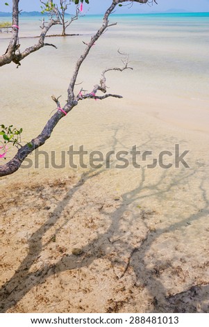 The shadow twigs of tree on sea sprite