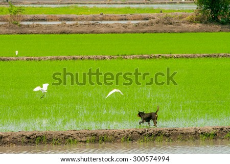 Hunting dog latches on to a birds in the field rice