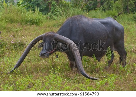Thailand Buffalo