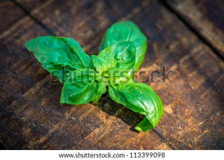 Fresh Green Basil leaves Close-up of fresh Basil leaves on the old wooden table