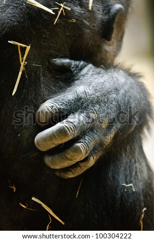 gorilla scratching