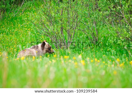 Wild Grizzly Bears, mother and cub, Kananaskis Country Alberta Canada