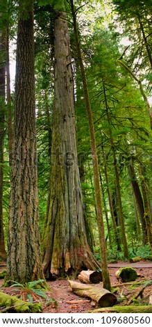 Cathedral Grove, old-growth forest Vancouver Island, British Columbia Canada