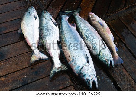 Wild Chinook Salmon caught off the coast of Vancouver Island