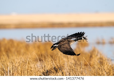 Canada Goose In Flight Over A Prairie Wetland, Alberta Canada
