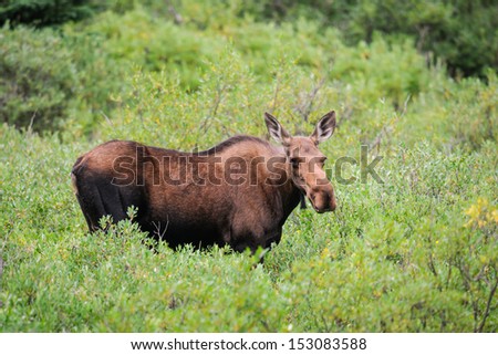 Wild moose feeding among bushes, Kananaskis Country Alberta Canada