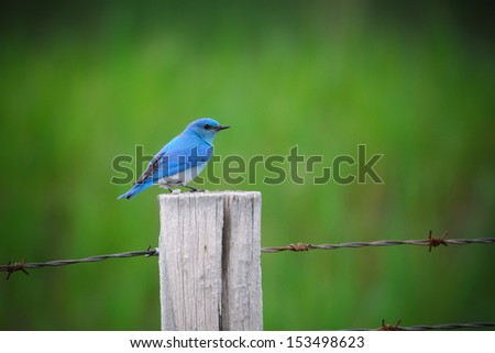 Brightly coloured Male Mountain Bluebird on a barbed wire fence post