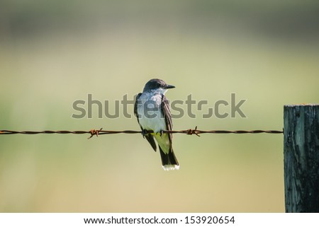 Eastern Kingbird on a barbed wire fence