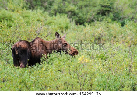 Wild moose feeding among bushes, Kananaskis Country Alberta Canada