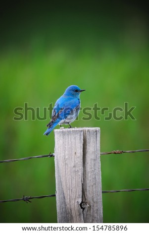 Brightly coloured Male Mountain Bluebird on a barbed wire fence post