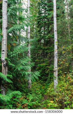 Forest hiking trail, Mount Robson Provincial Park, British Columbia Canada