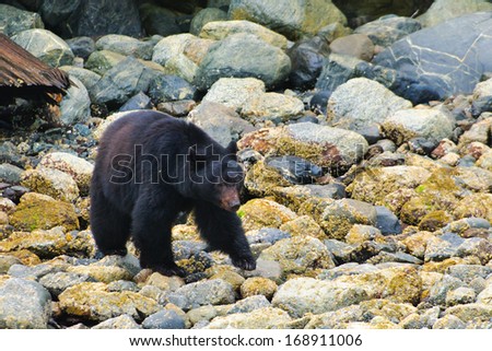 Wild mother Black Bear and her cubs feeding on the shoreline of the Pacific Ocean, Tofino British Columbia, Canada