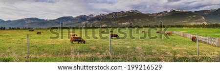 Cattle ranch in a mountain pasture Columbia Valley British Columbia Canada