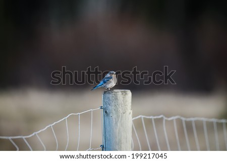 Mountain Bluebird perched on a fence post