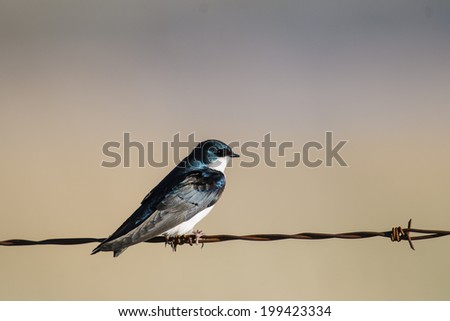 Tree Swallow on a barbed-wire fence