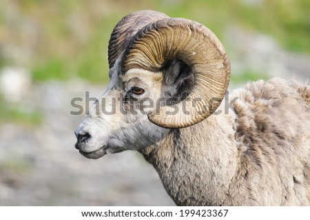 Rocky Mountain Bighorn Sheep Ram with large spiral horns