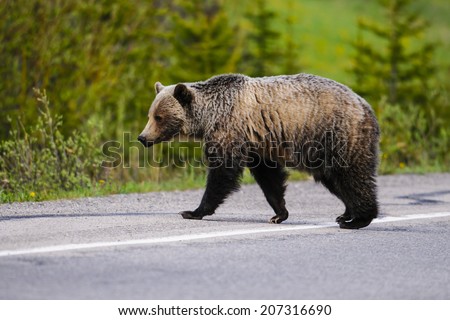 Wild Grizzly bear crossing into traffic on a mountain road, Kananaskis Country Alberta Canada