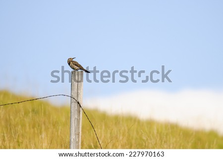 Northern Flicker perching on a barbed wire fence post over a prairie grassland